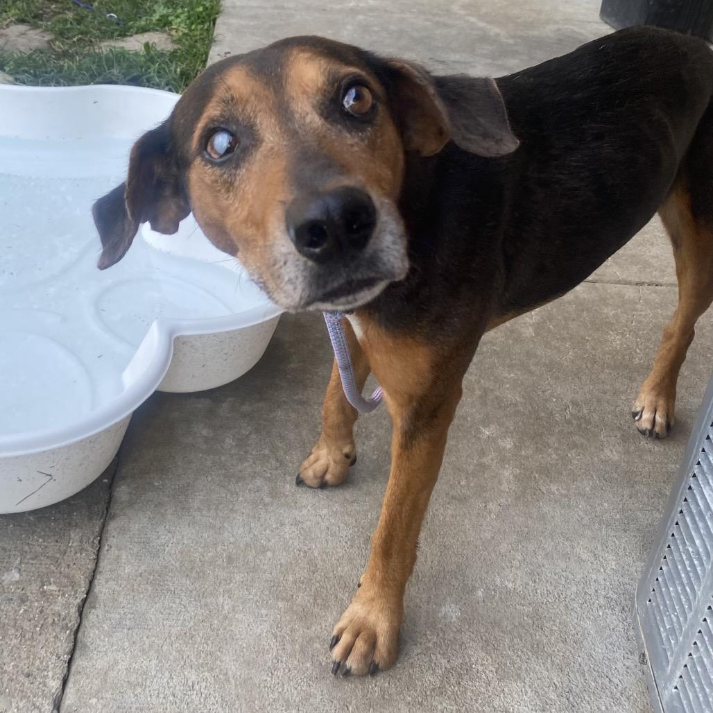 Enlarge Cyclops, a Adoptable mixed breed in Caryville, TN image 5/6