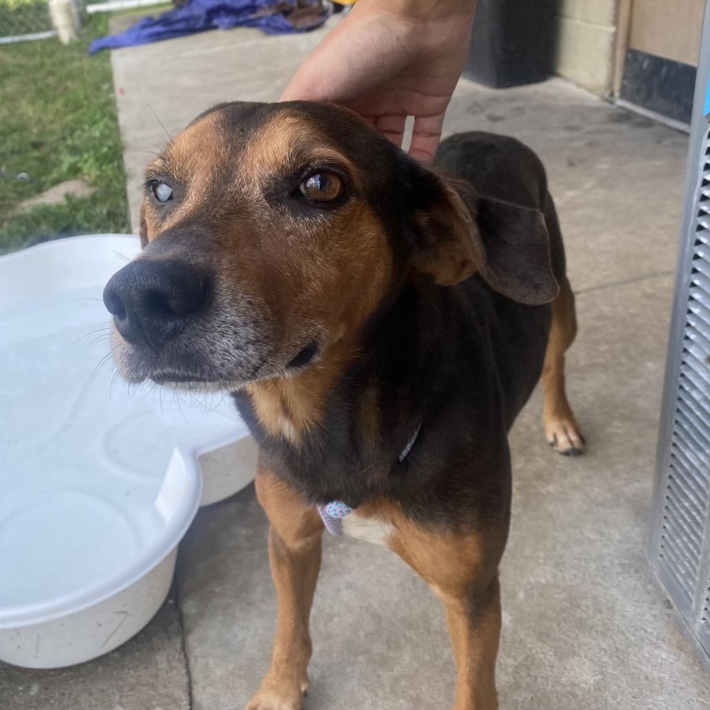 Enlarge Cyclops, a Adoptable mixed breed in Caryville, TN image 6/6