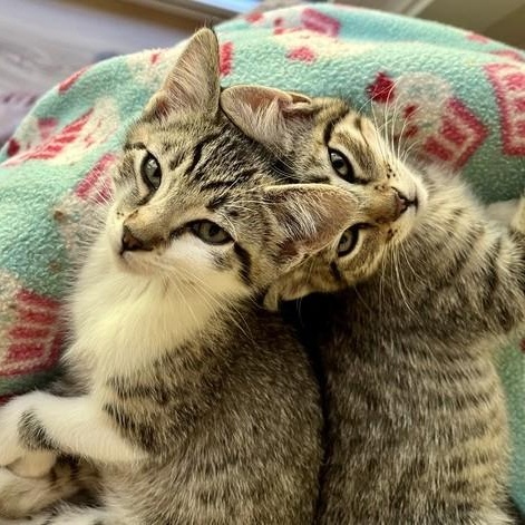 Enlarge Kirk - Fun and Social, a Adoptable Tabby in Hoquiam, WA image 3/4