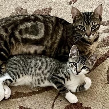 Enlarge Kirk - Fun and Social, a Adoptable Tabby in Hoquiam, WA image 2/4