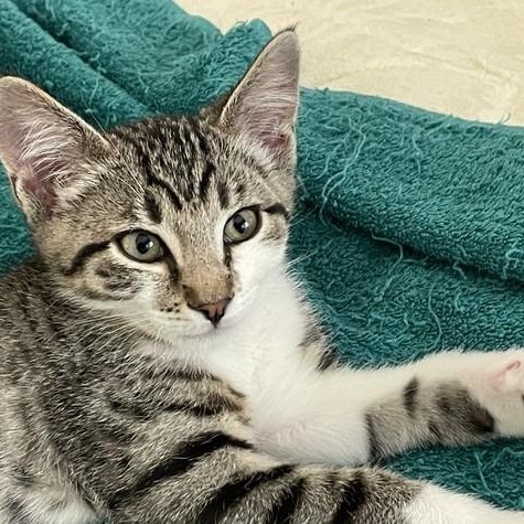 Enlarge Kirk - Fun and Social, a Adoptable Tabby in Hoquiam, WA image 4/4