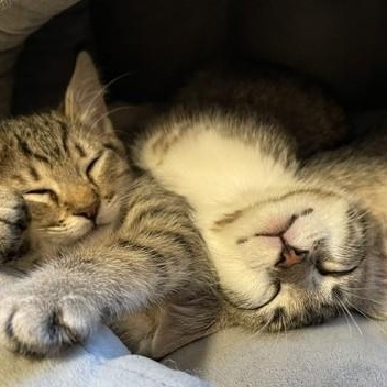 Kirk - Fun and Social, Adoptable, Kitten Male Tabby.