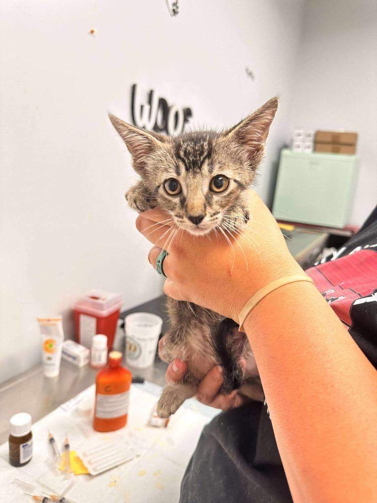 Mash Potato, Adoptable, Young Male Domestic Short Hair.