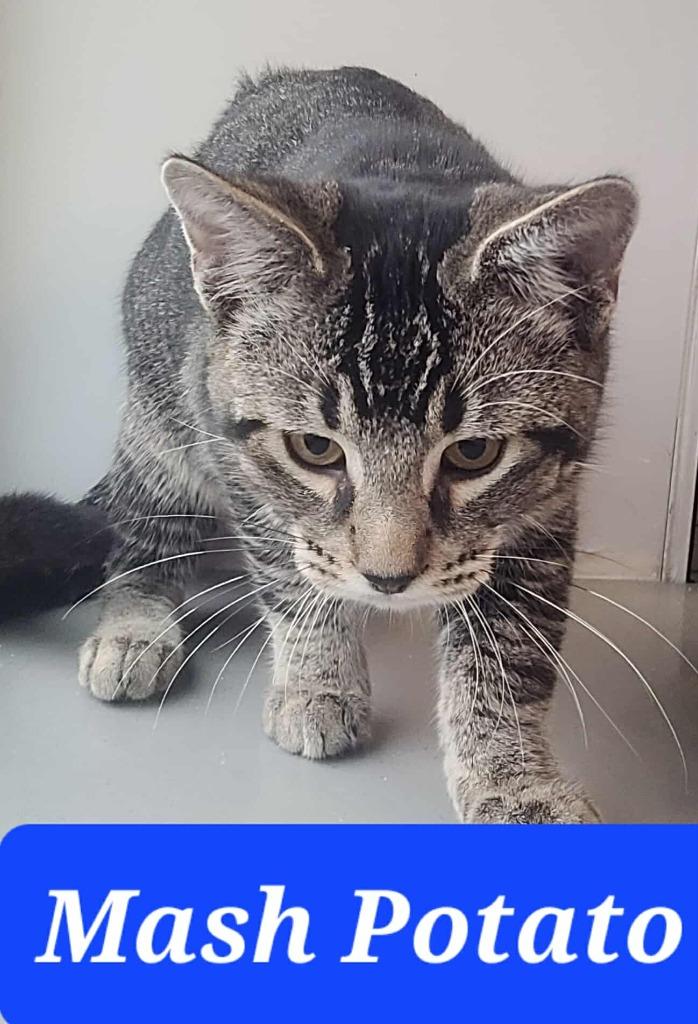 Enlarge Mash Potato, a Adoptable mixed breed in Republic, MO image 2/2