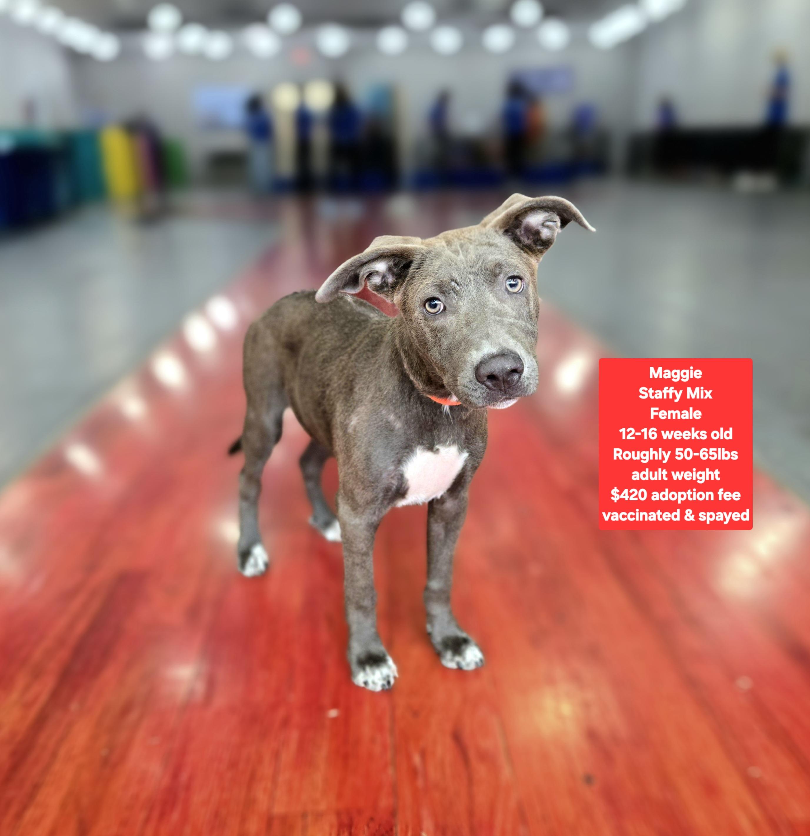 Enlarge Maggie, a ADOPTABLE mixed breed in Oviedo, FL image 1/1