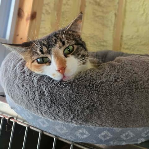 Mrs. Lovett, Adoptable, Adult Female Domestic Short Hair.