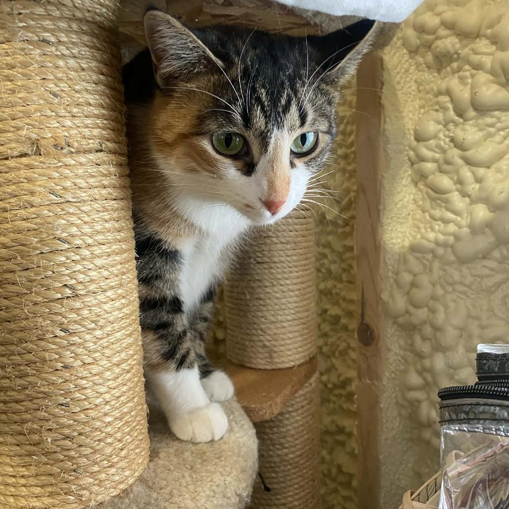 Enlarge Mrs. Lovett, a Adoptable Domestic Short Hair in Park Falls, WI image 1/3