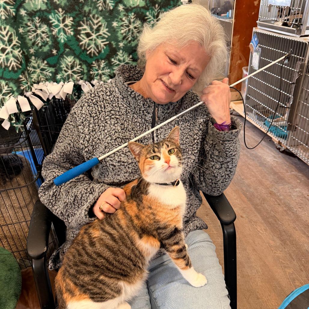 Enlarge Mrs. Lovett, a Adoptable Domestic Short Hair in Park Falls, WI image 2/3