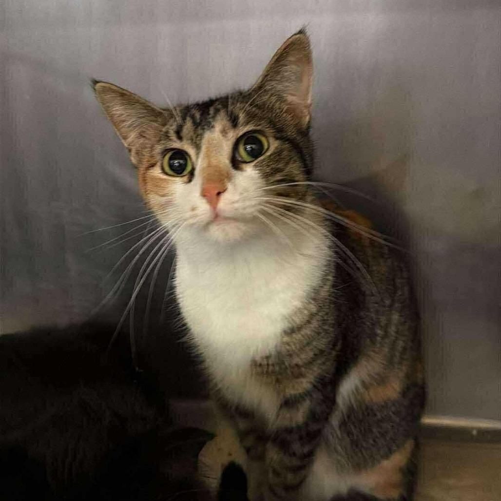 Mrs. Lovett, Adoptable, Young Female Domestic Short Hair.