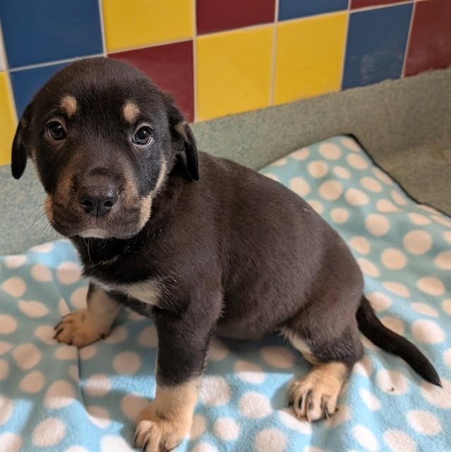 Enlarge Tintin A215396, an adopted mixed breed in Plano, TX image 1/1