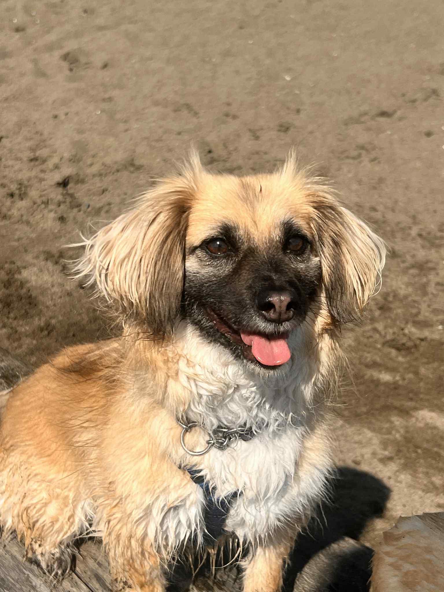 Honey, a Adoptable Mixed Breed in Vancouver, BC image 2/4