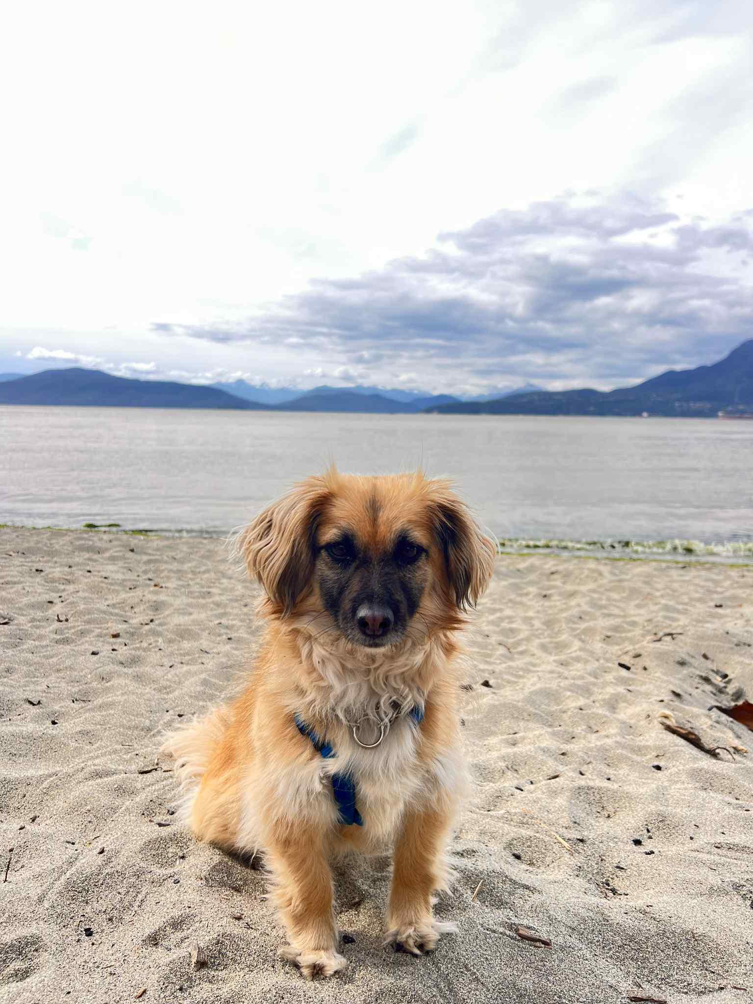 Honey, a Adoptable Mixed Breed in Vancouver, BC image 3/4