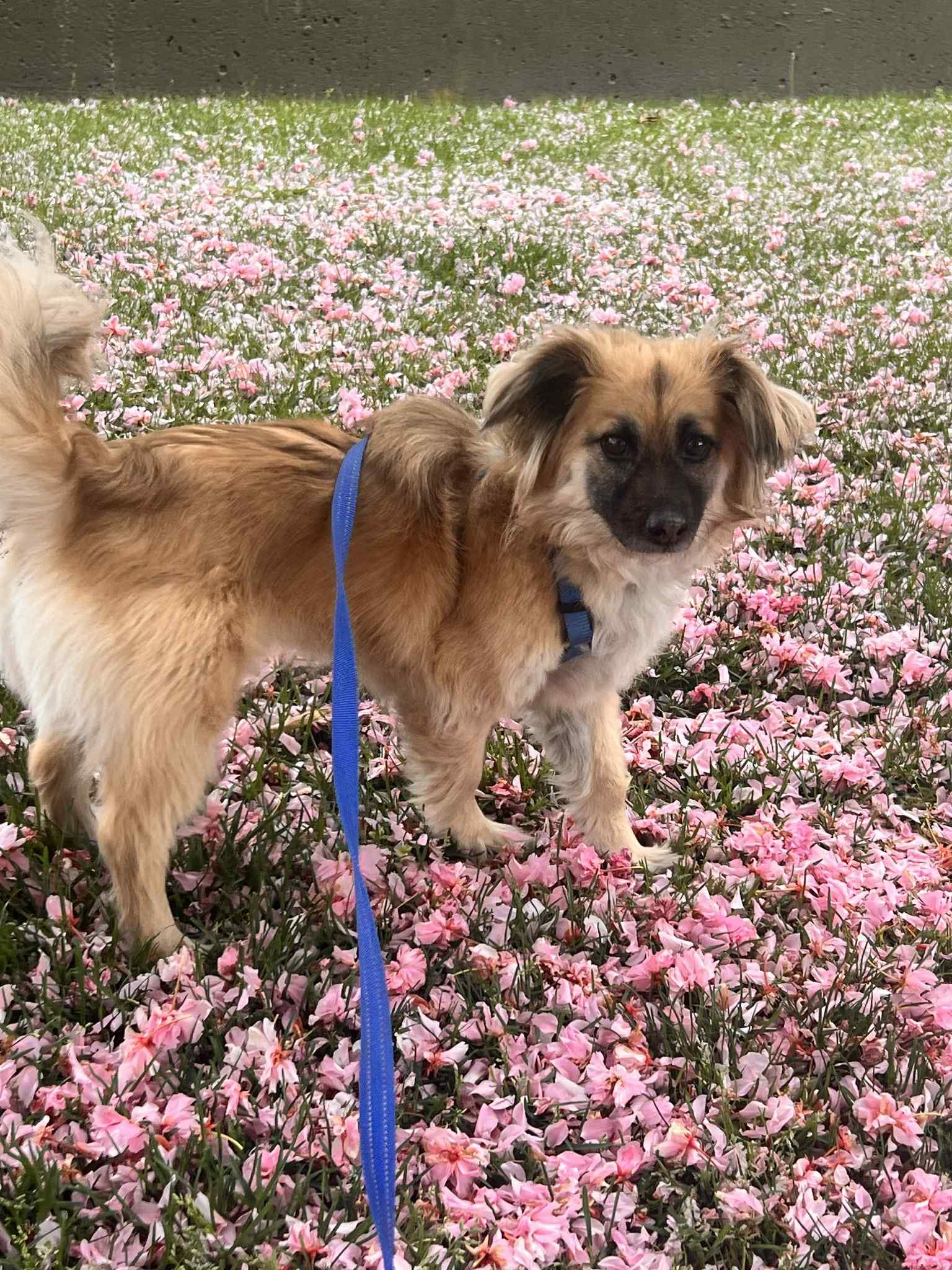 Honey, a Adoptable Mixed Breed in Vancouver, BC image 4/4