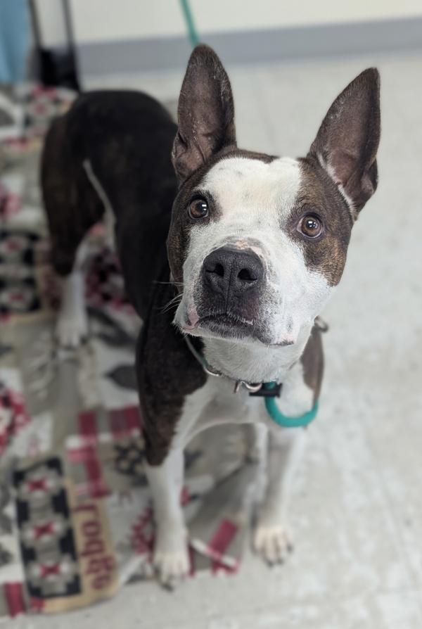 Enlarge *Frito*, a Adoptable mixed breed in Salt Lake City, UT image 1/1