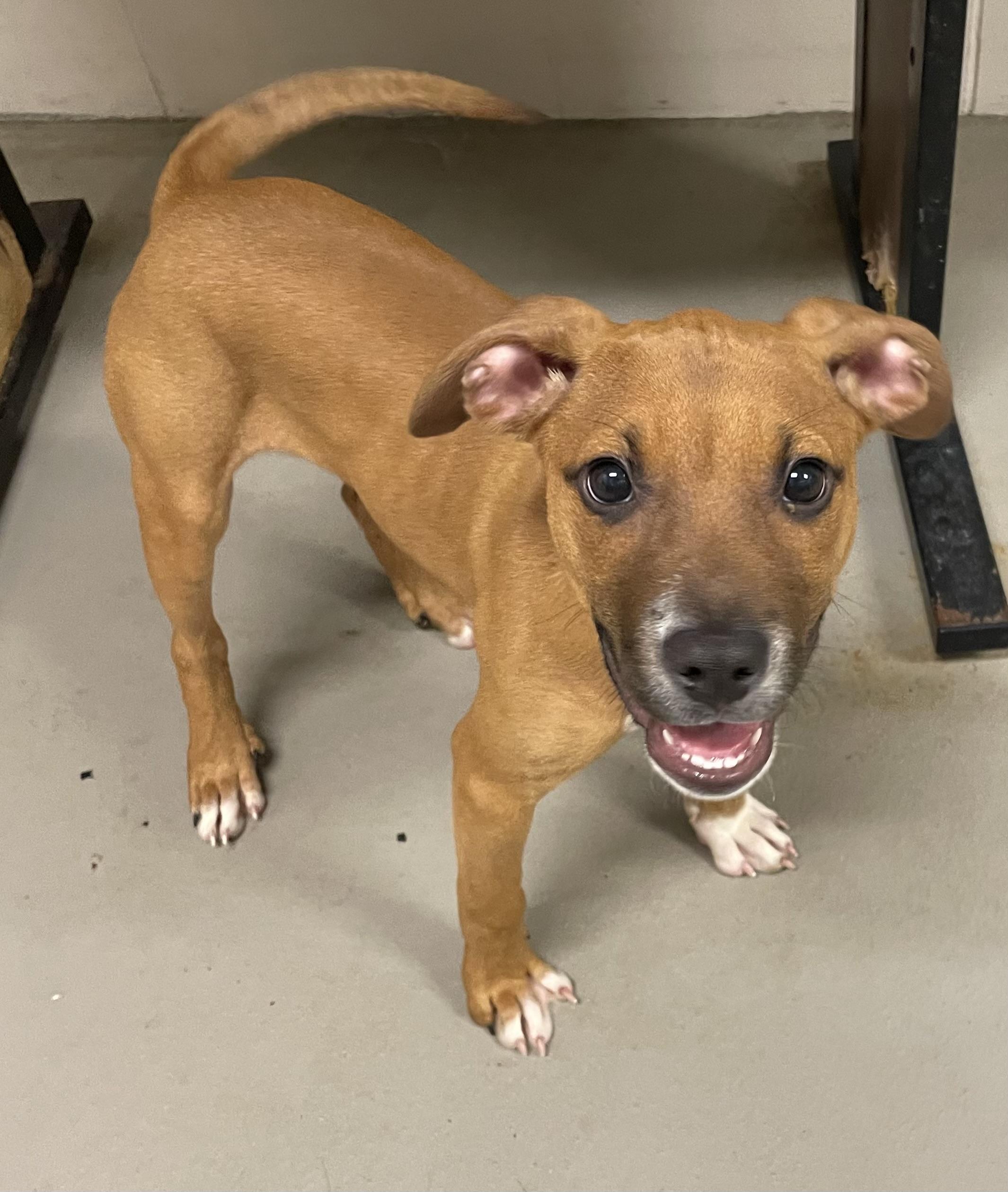 Enlarge Jenny ADOPTED, a Adopted Terrier in Canton, OH image 3/5