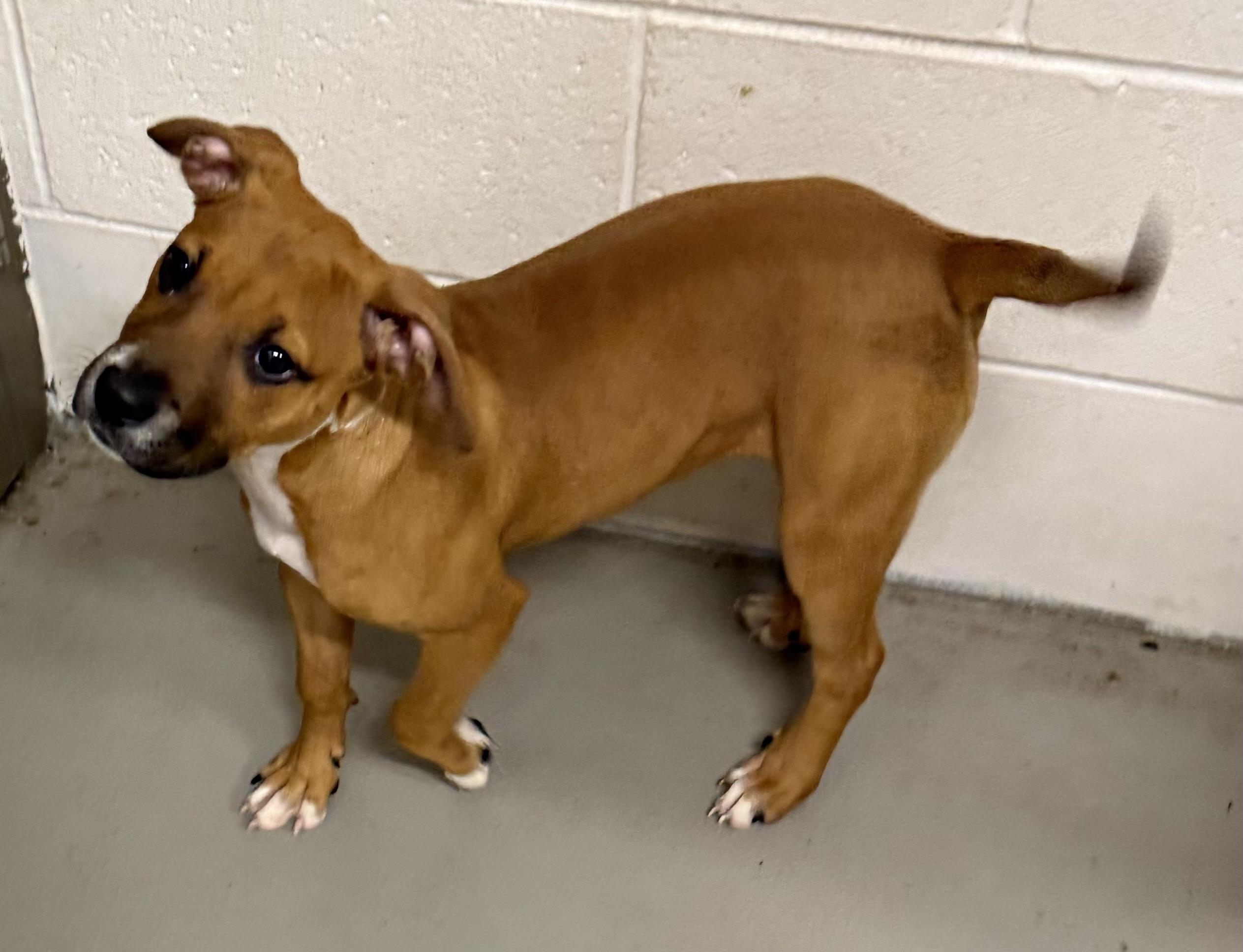 Enlarge Jenny ADOPTED, a Adopted Terrier in Canton, OH image 4/5