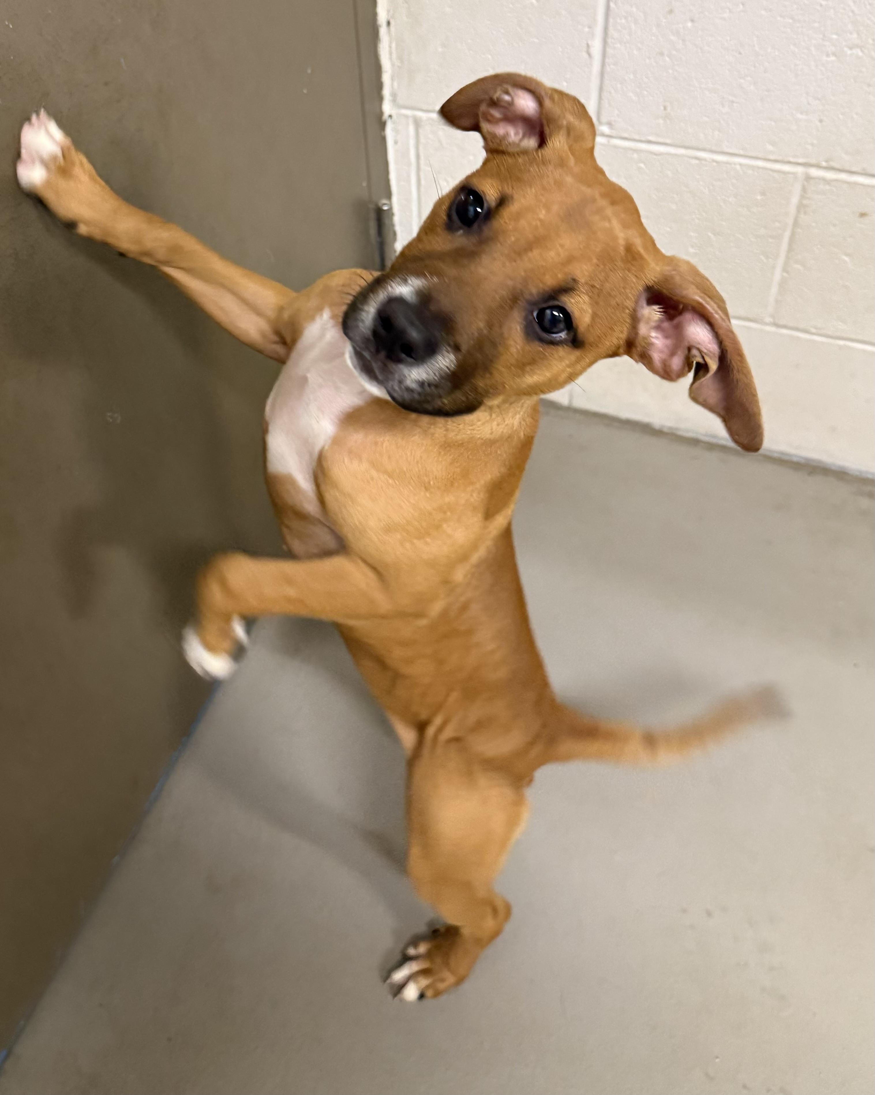 Enlarge Jenny ADOPTED, a Adopted Terrier in Canton, OH image 2/5