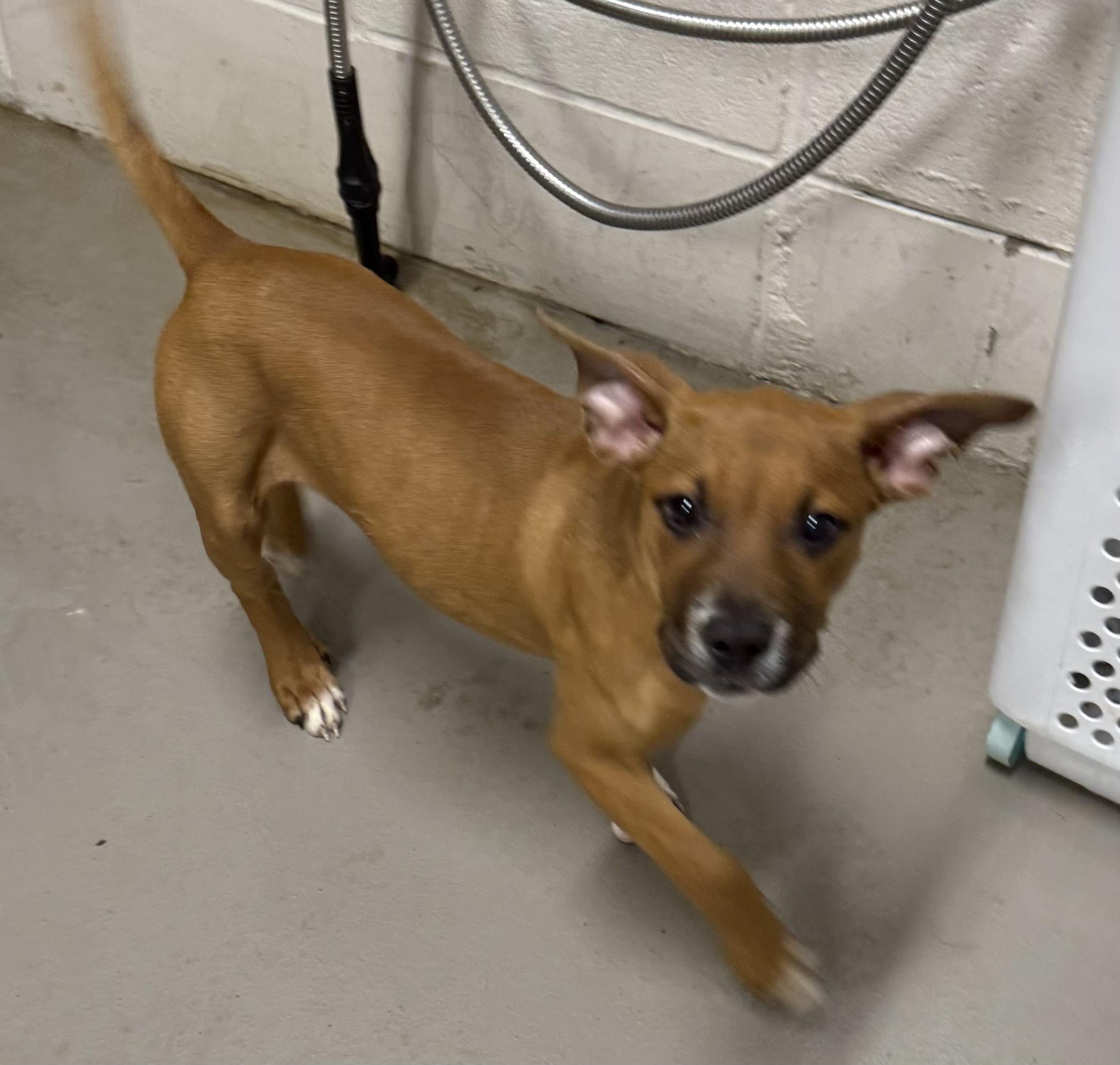 Enlarge Jenny ADOPTED, a Adopted Terrier in Canton, OH image 5/5