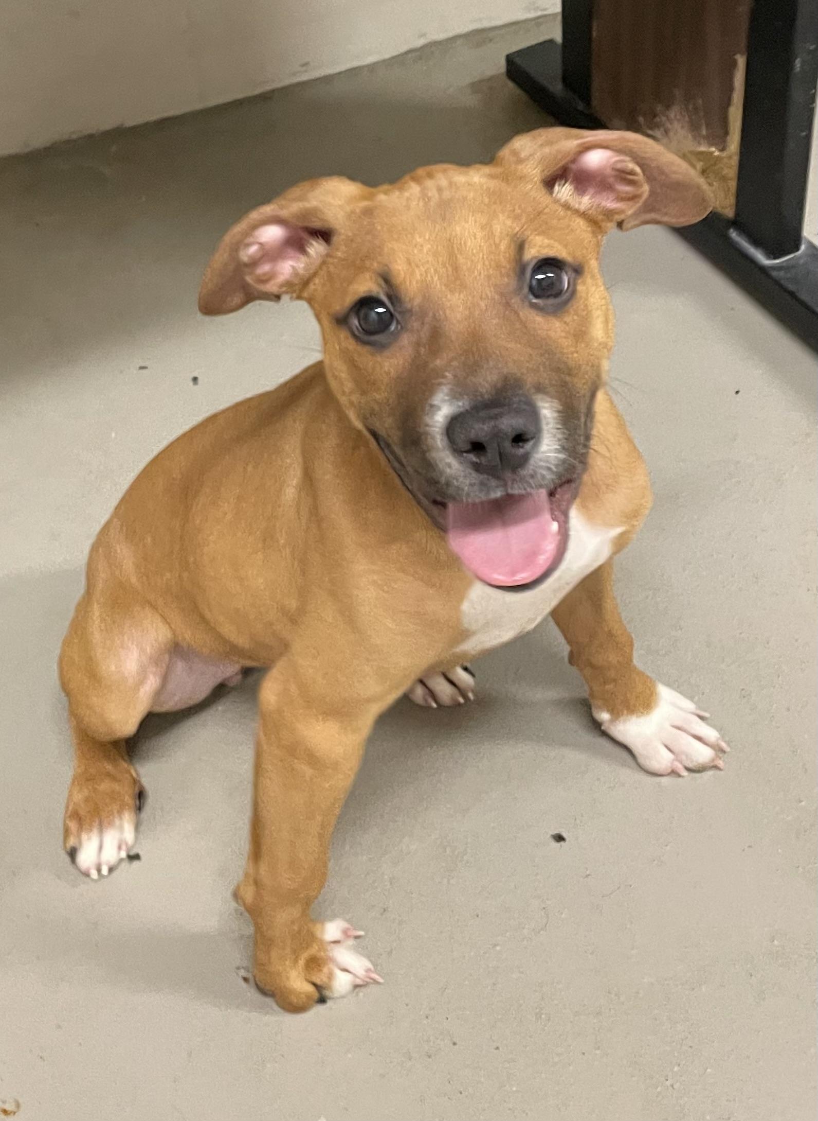 Jenny ADOPTED, Adopted, Puppy Female Terrier.