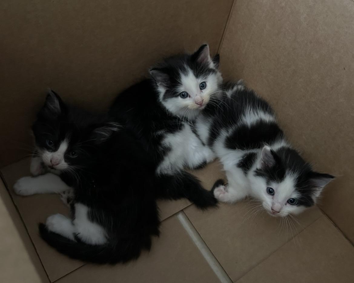 Enlarge Kittens Contact Sylva, an adopted mixed breed in Sherman Oaks, CA image 2/2