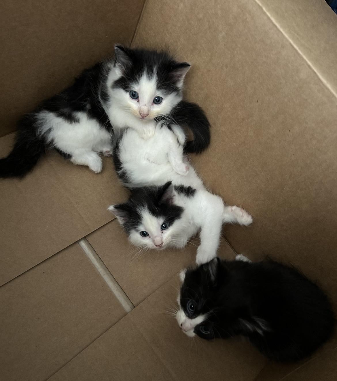 Enlarge Kittens Contact Sylva, an adopted mixed breed in Sherman Oaks, CA image 1/2