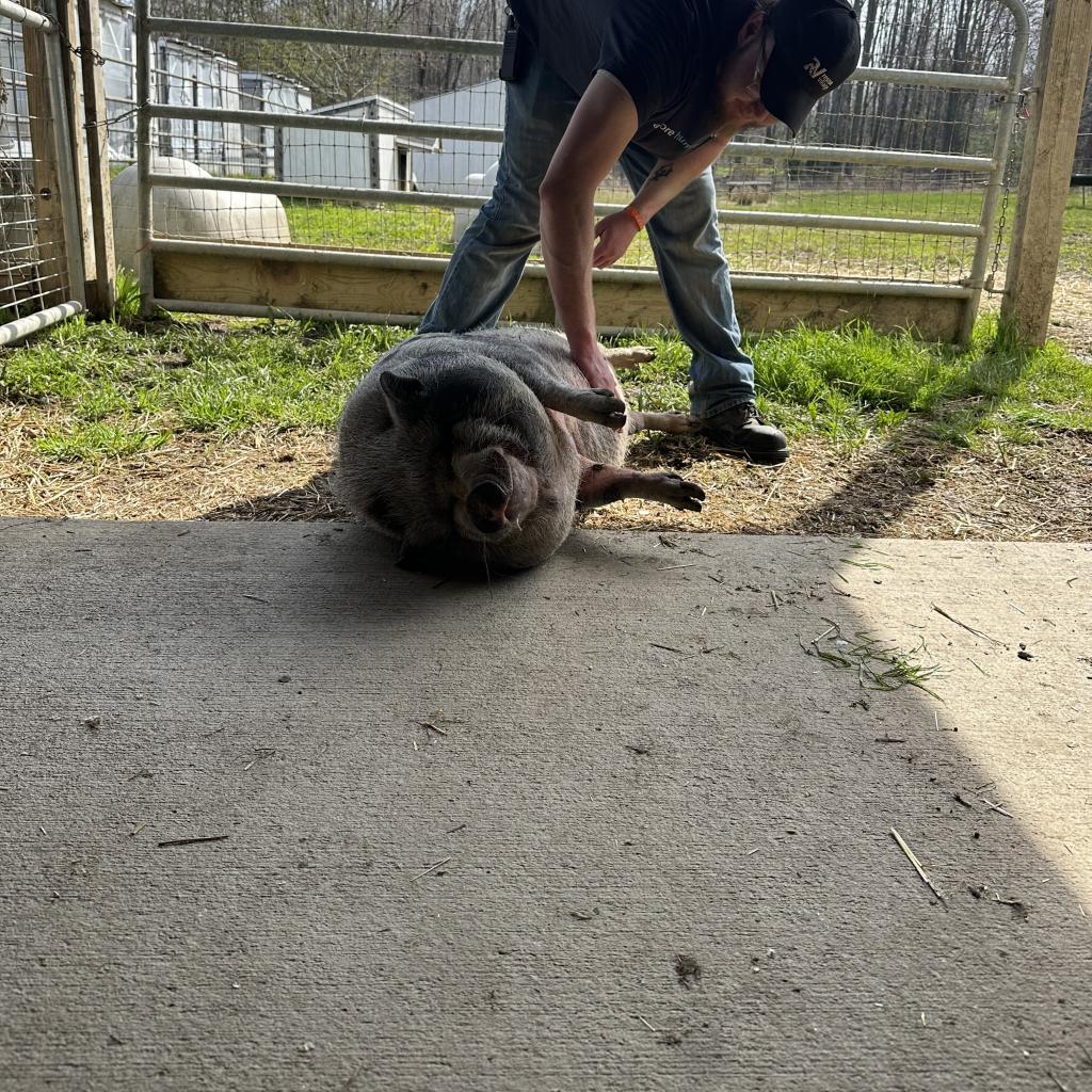 Maggie, a Adoptable Vietnamese Pot Bellied in Novelty, OH image 1/6