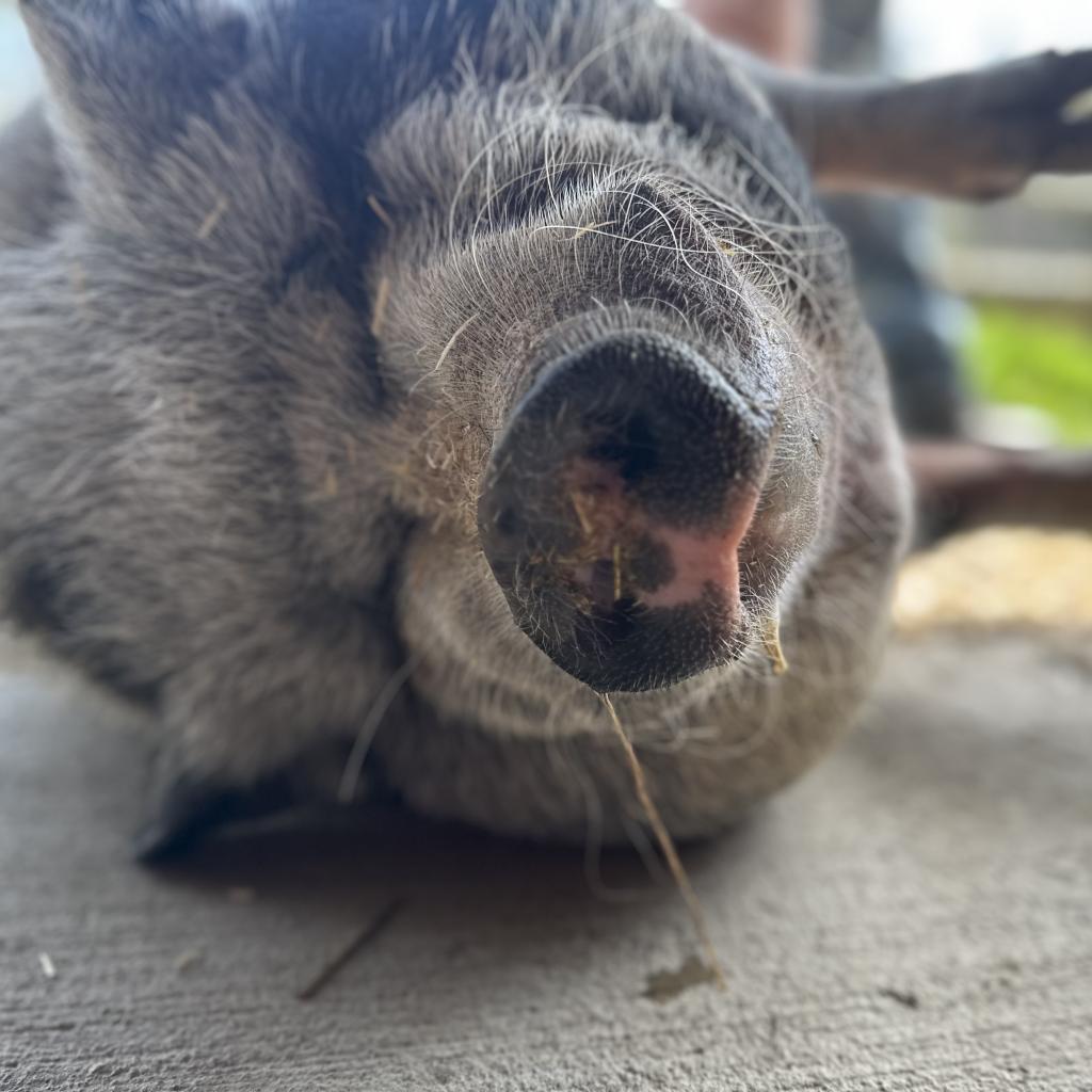 Maggie, a Adoptable Vietnamese Pot Bellied in Novelty, OH image 2/6