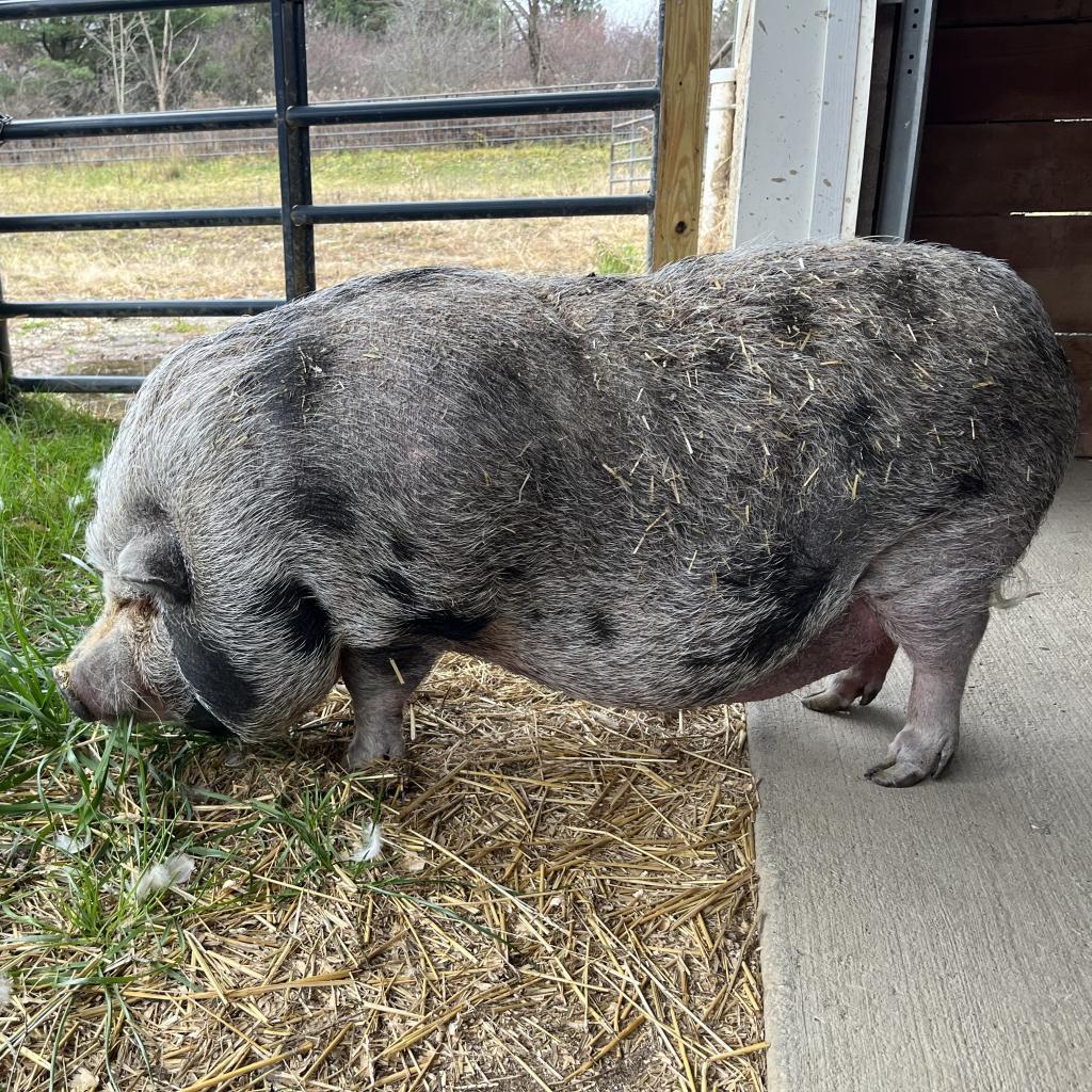 Maggie, a Adoptable Vietnamese Pot Bellied in Novelty, OH image 4/6
