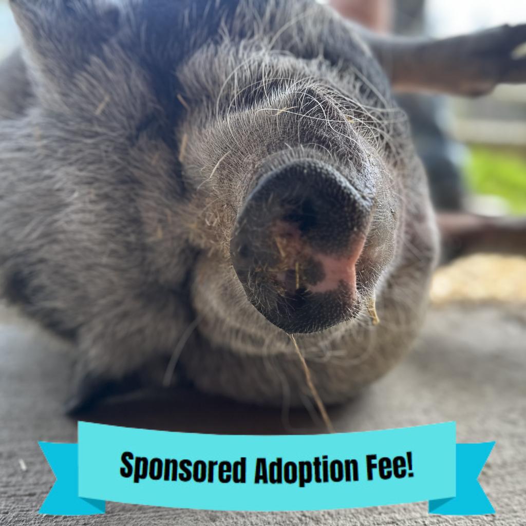 Maggie, a Adoptable Vietnamese Pot Bellied in Novelty, OH image 5/6