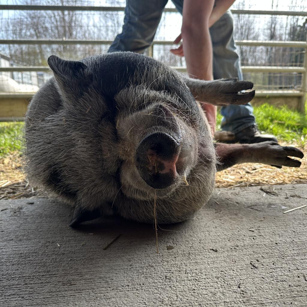 Maggie, a Adoptable Vietnamese Pot Bellied in Novelty, OH image 6/6