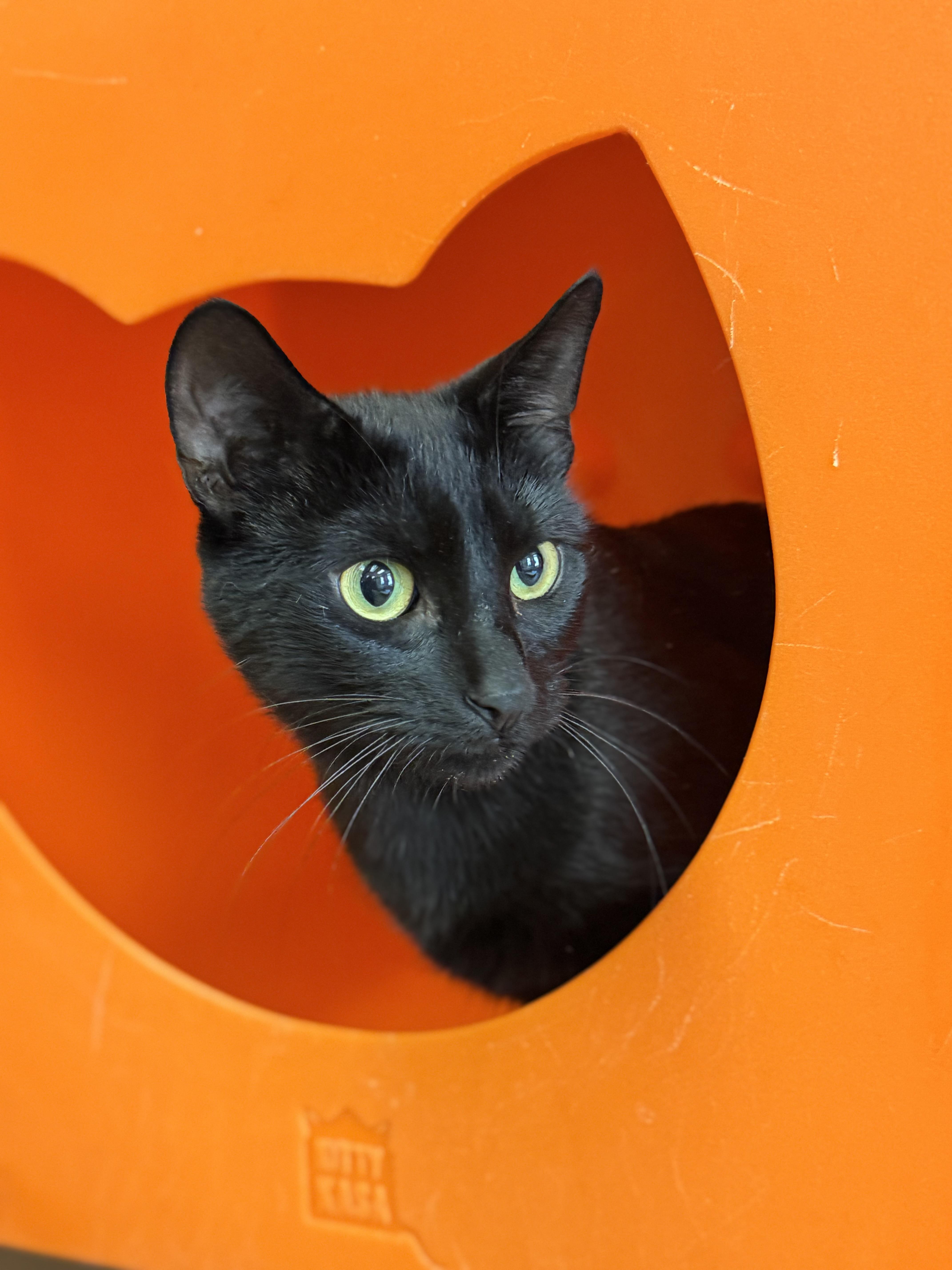 Enlarge Kali, a ADOPTABLE Domestic Short Hair in North Haven, CT image 1/1