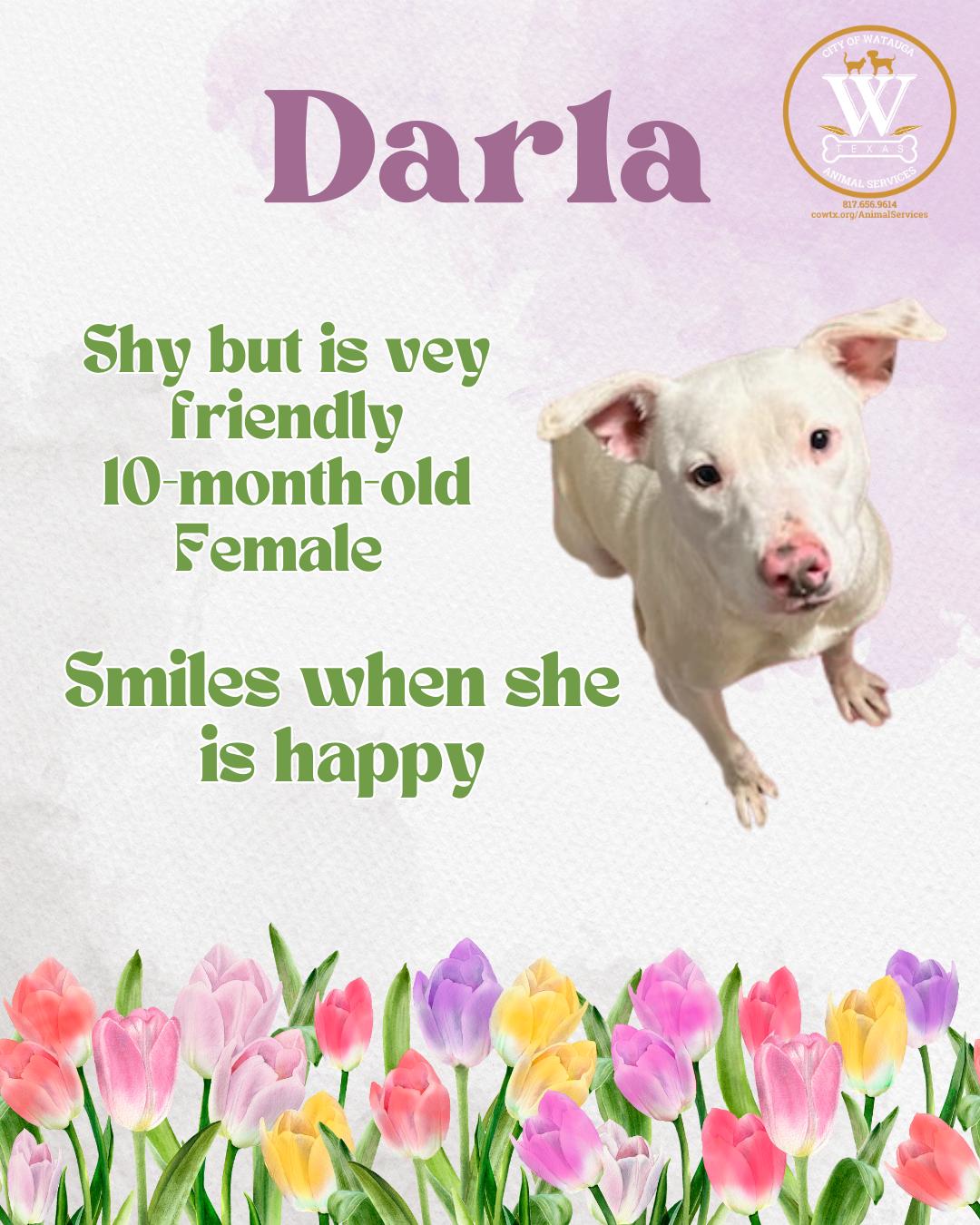 Enlarge Darla, a ADOPTABLE mixed breed in Watauga, TX image 1/1
