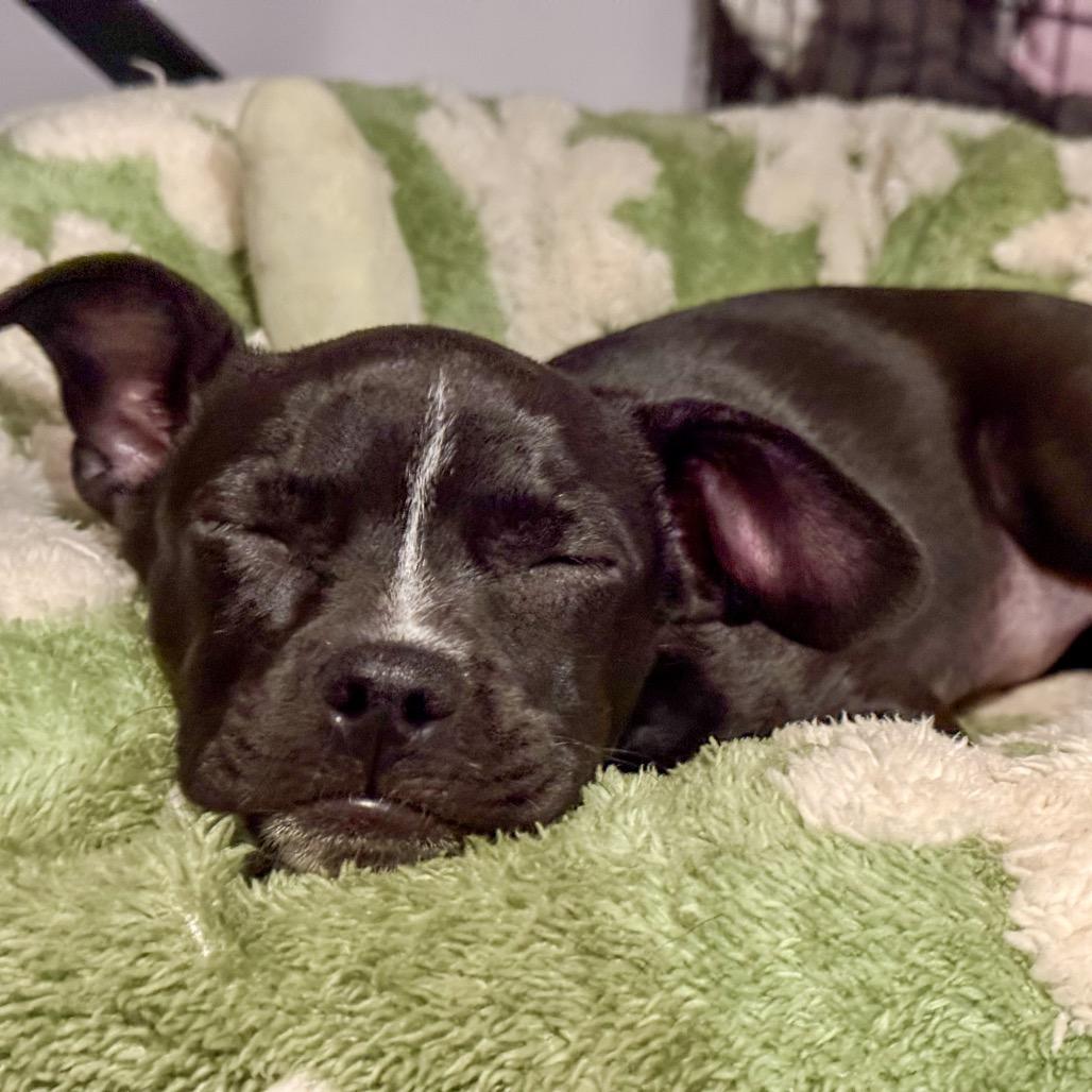 Enlarge Bon Bon Bonnie, a Adoptable mixed breed in Valparaiso, IN image 1/6