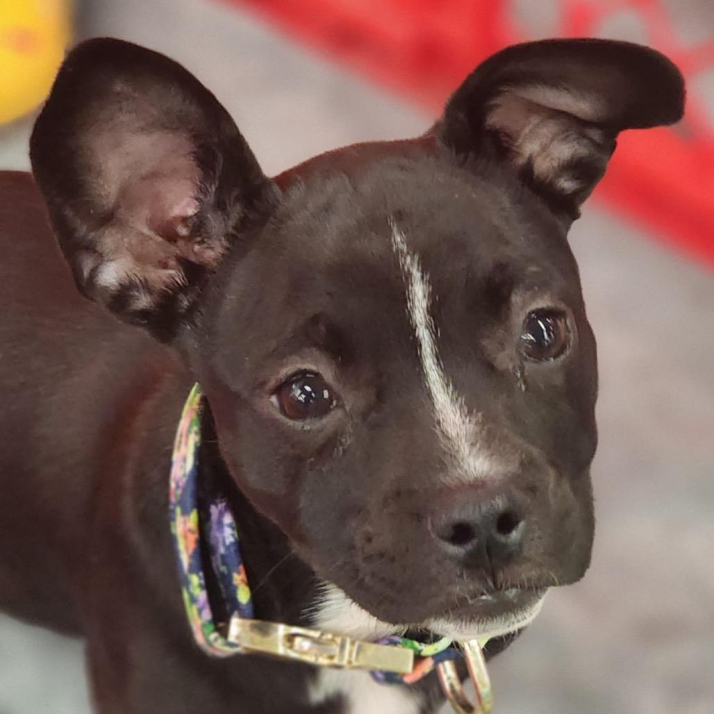 Enlarge Bon Bon Bonnie, a Adoptable mixed breed in Valparaiso, IN image 2/6