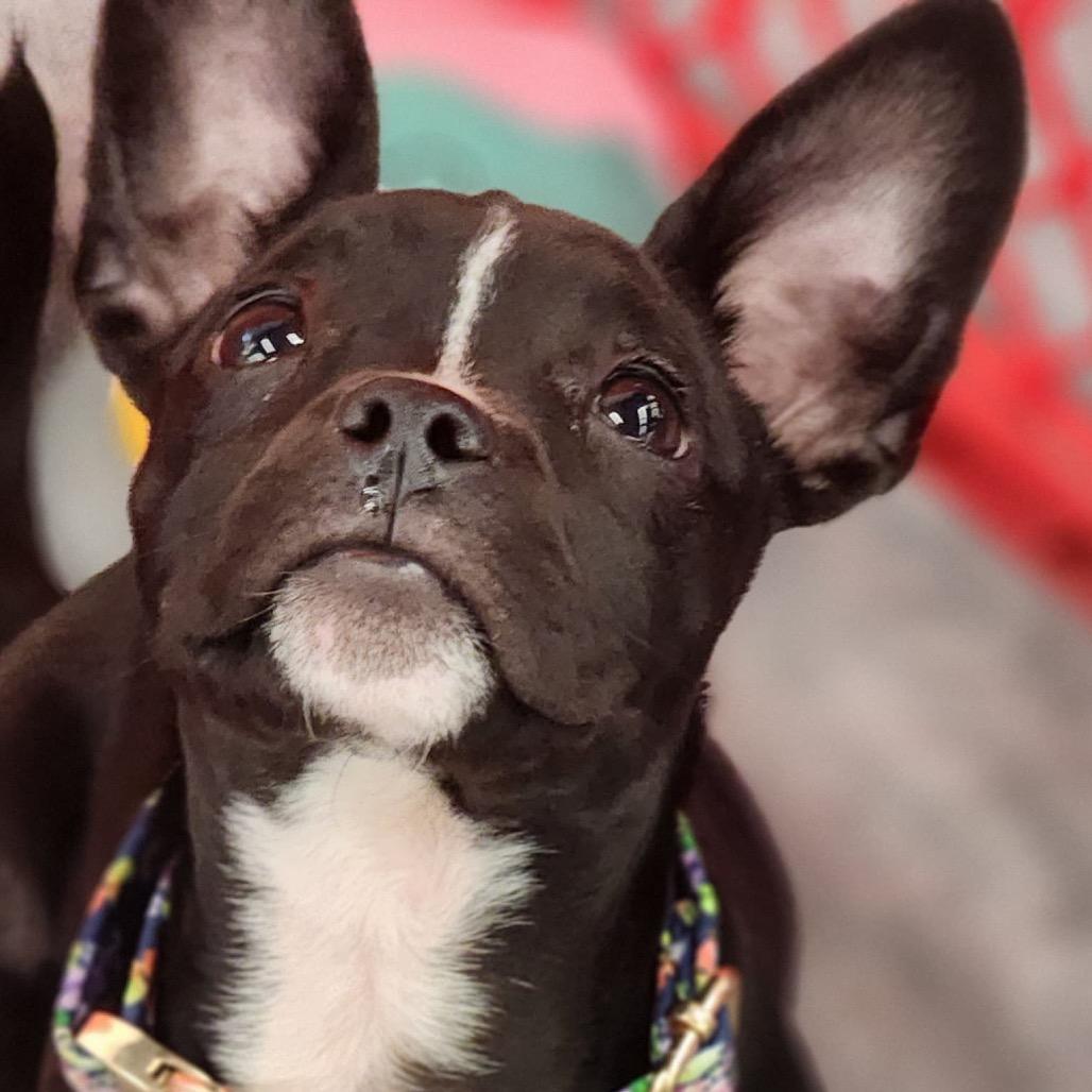 Enlarge Bon Bon Bonnie, a Adoptable mixed breed in Valparaiso, IN image 3/6