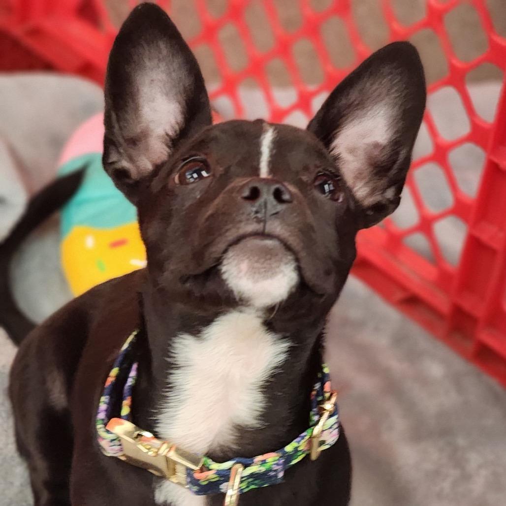 Enlarge Bon Bon Bonnie, a Adoptable mixed breed in Valparaiso, IN image 4/6