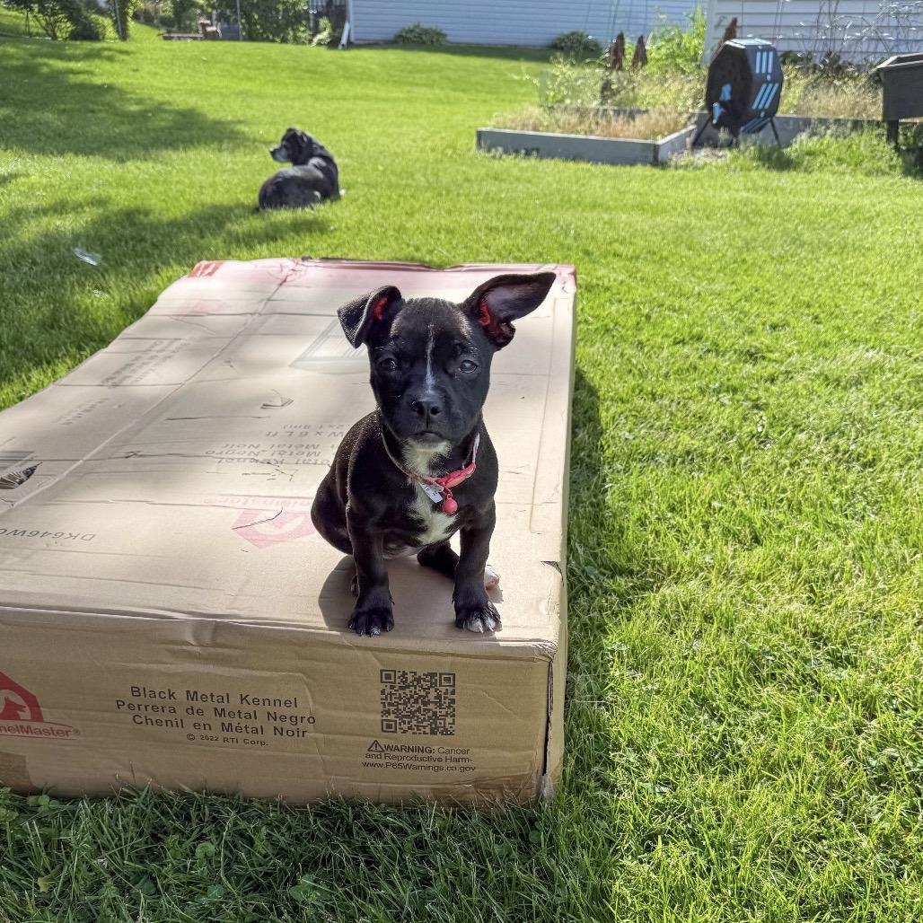 Enlarge Bon Bon Bonnie, a Adoptable mixed breed in Valparaiso, IN image 5/6