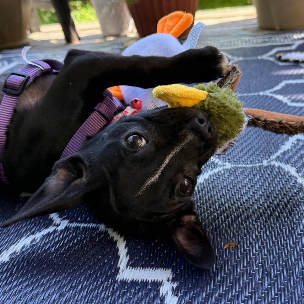 Enlarge Bon Bon Bonnie, a Adoptable mixed breed in Valparaiso, IN image 6/6