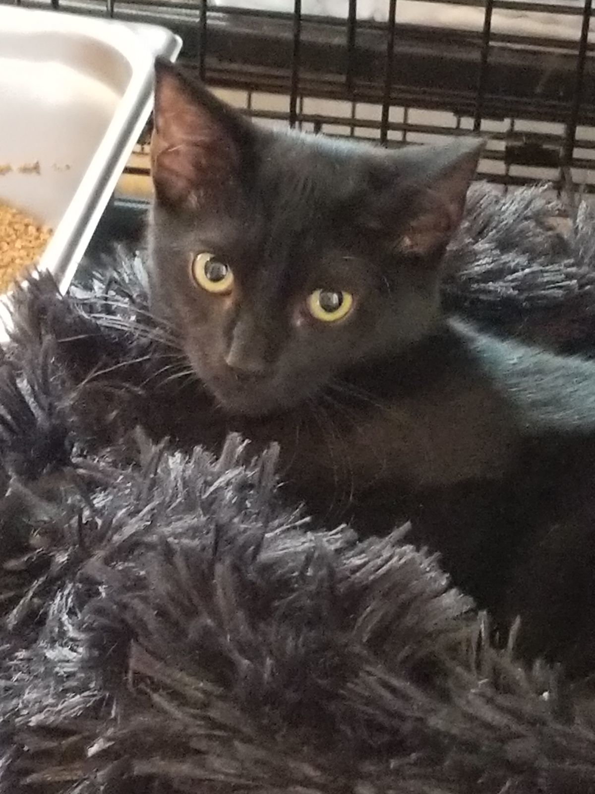 Enlarge Buttons, a Adoptable Domestic Short Hair in Hasbrouck Heights, NJ image 3/5