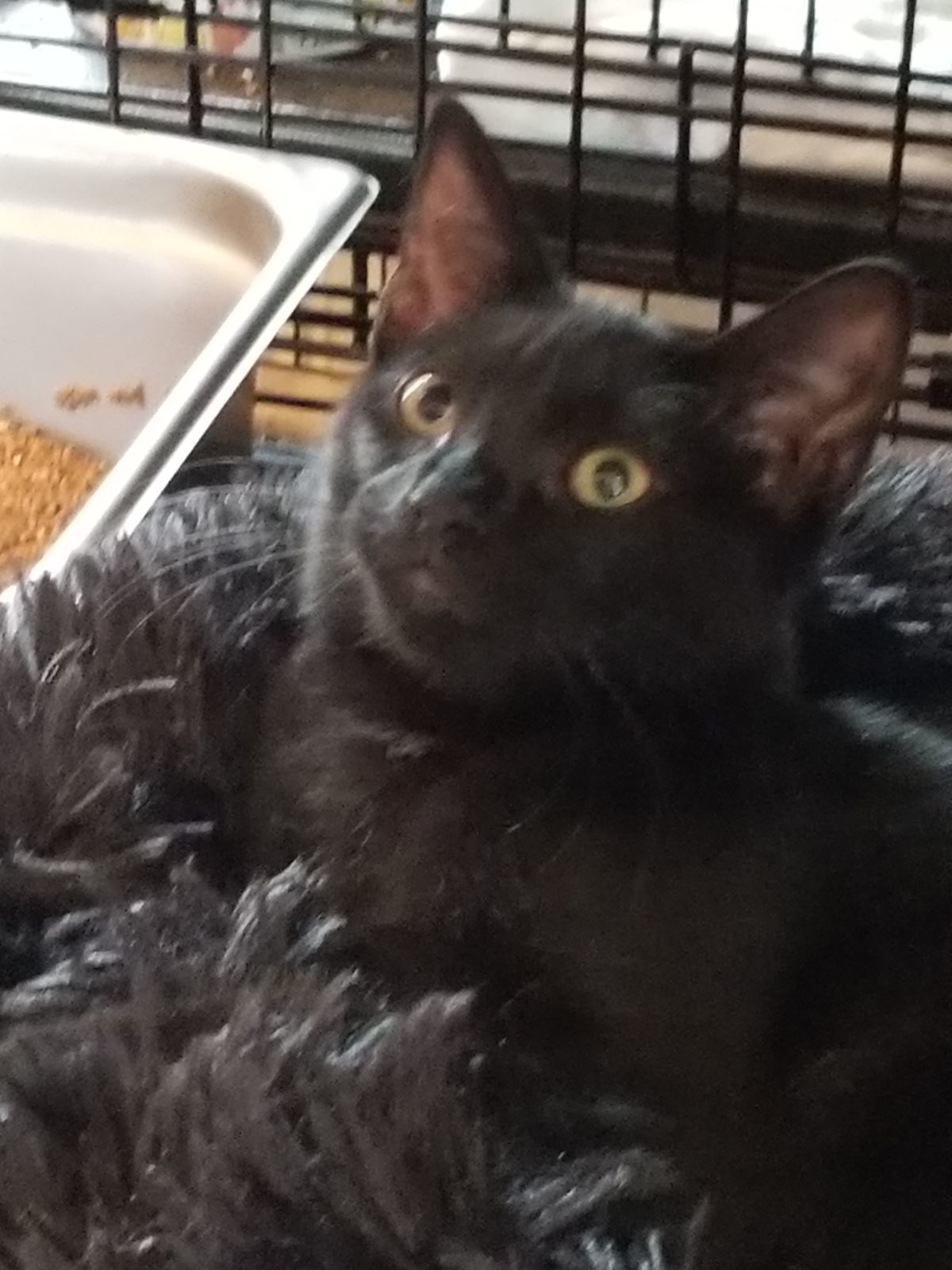 Enlarge Buttons, a Adoptable Domestic Short Hair in Hasbrouck Heights, NJ image 4/5