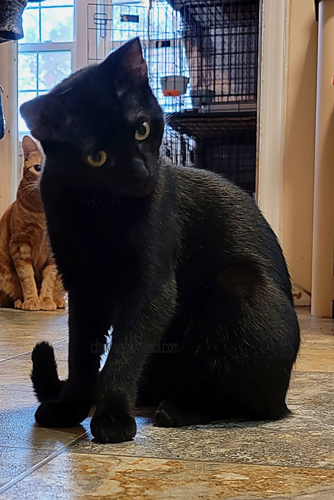 Enlarge Buttons, a Adoptable Domestic Short Hair in Hasbrouck Heights, NJ image 5/5