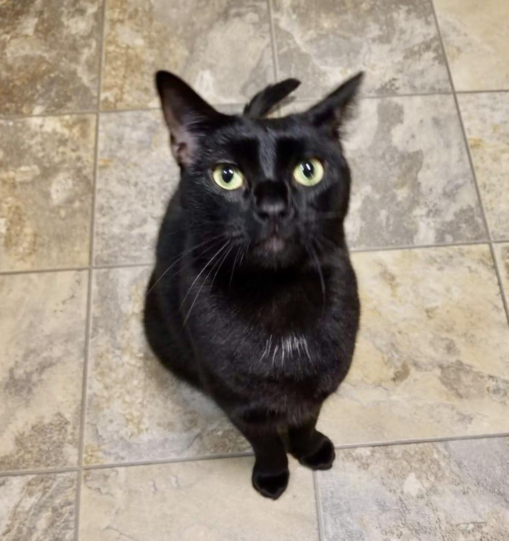 Buttons, Adoptable, Young Female Domestic Short Hair.