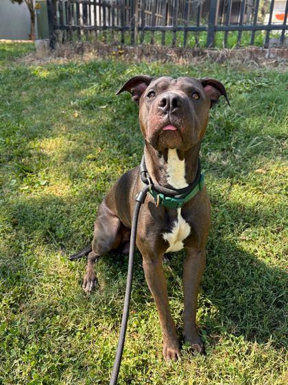 Enlarge Twinky, a Adoptable mixed breed in Knoxville, TN image 1/3