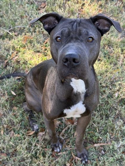 Enlarge Twinky, a Adoptable mixed breed in Knoxville, TN image 2/3