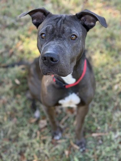Enlarge Twinky, a Adoptable mixed breed in Knoxville, TN image 3/3