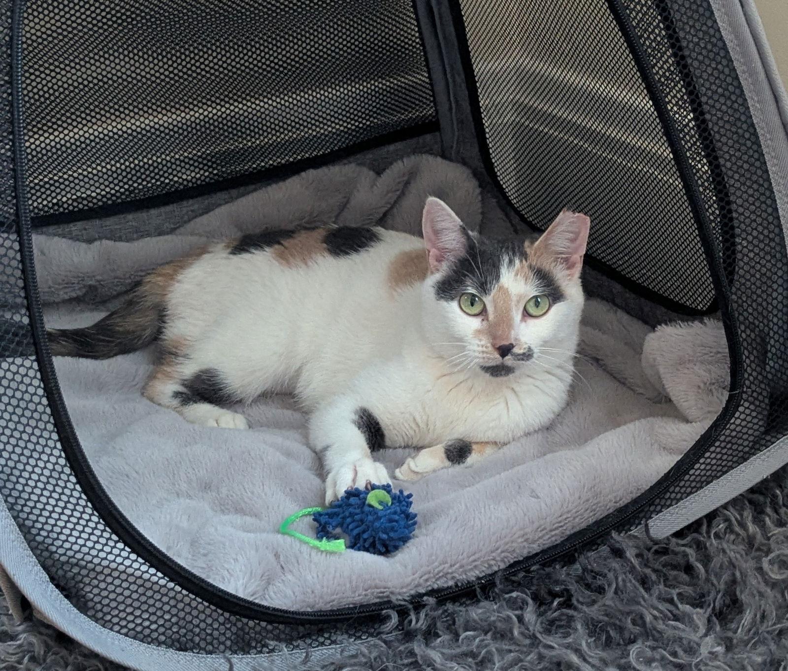 Enlarge Pebble, a Adoptable Domestic Short Hair in Crystal, MN image 3/3