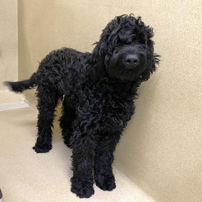 Beaux, adopted, Young Male Labradoodle.