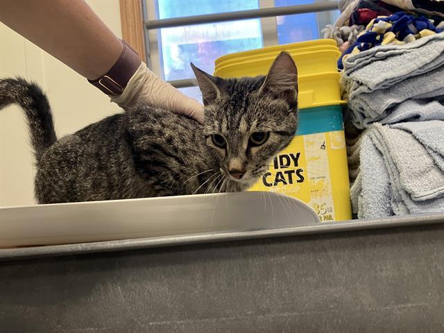 REBECCA, Adoptable, Young Female Domestic Short Hair.