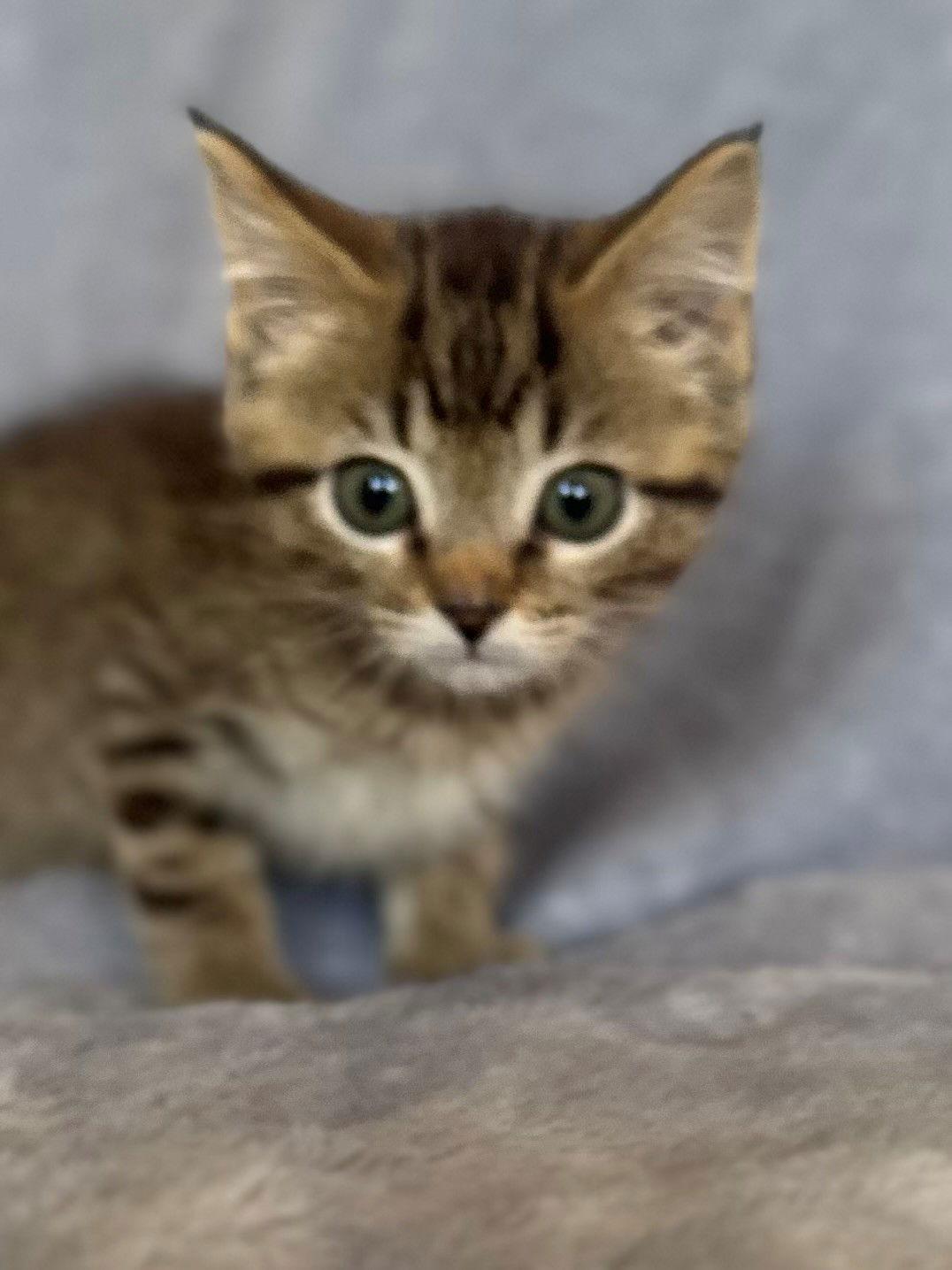 Enlarge Sugar Plum, a Adoptable Domestic Short Hair in Nashville, TN image 1/3