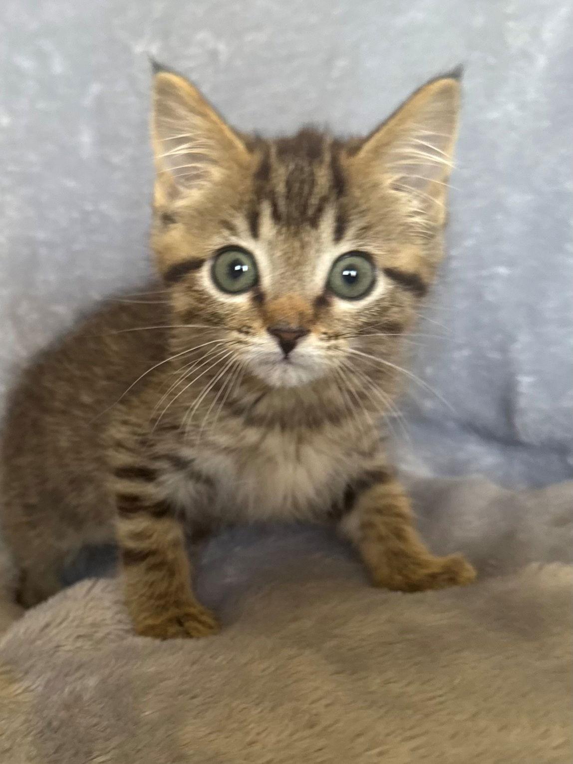 Enlarge Sugar Plum, a Adoptable Domestic Short Hair in Nashville, TN image 2/3